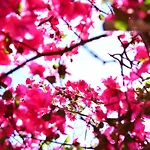 Fiori Fiscardo 여관 *