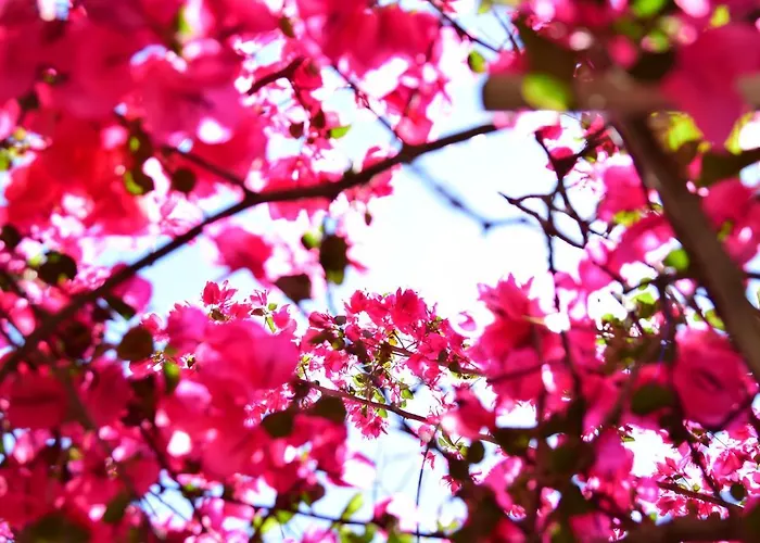 Fiori Fiscardo Värdshus *